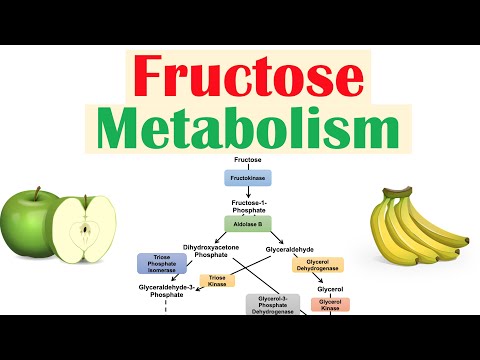 Iron Absorption Transport Metabolism and Regulation Biochemistry Lesson