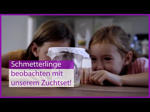 Schmetterlingszuchtsets für ein einzigartiges Naturerlebnis | Jetzt Schmetterlinge Züchten!