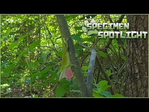 Territorial Tree-Climbing Anole Lizards! || Specimen Spotlight