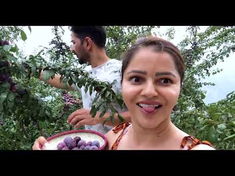 Organic Fruit Hunt with Abhinav | Vlog | #rubinav