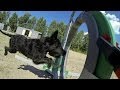 GoPro: The Doggy Dash 