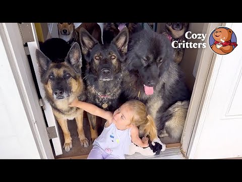 The Girl Who Grew Up Surrounded by Seven German Shepherds | Cozy Critters