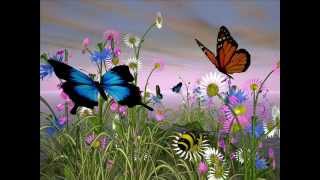 THE BUTTERFLY, CELTIC WOMAN