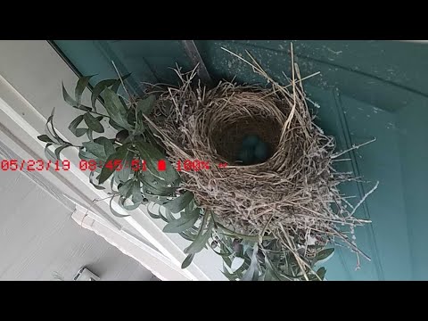 LIVE Bird (Robin) Cam! -Door Nest