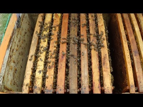 Работа с пчелой на любительском точке в апреле