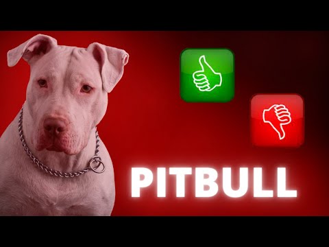 Advantages and Disadvantages of Owning a Pitbull [Characteristics of the Pitbull Dog Breed]