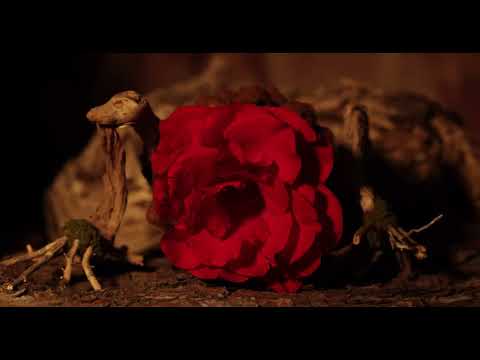 Трейлер