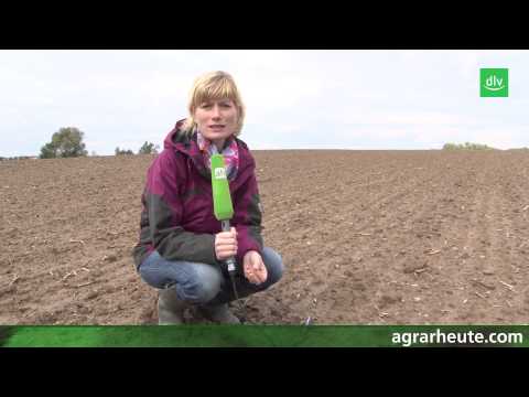 Vegetationsreport: Herbizideinsatz im Getreide