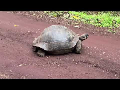 Santa Cruz Island, Galapagos. Must see: Charles Darwin Research Station, Lava tubes, Las Grietas