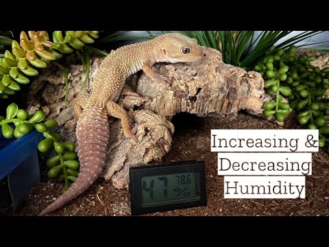 YouTube video about: How to reduce humidity in reptile tank?