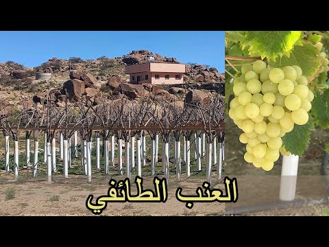 , title : 'طريقة زراعة العنب بالسعودية How to grow grapes in Saudi Arabia'