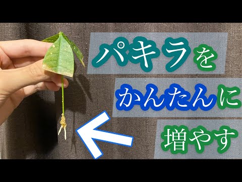 ピレア・ペペロミオイデスから挿し木をする方法は？簡単3つの方法！  庭園