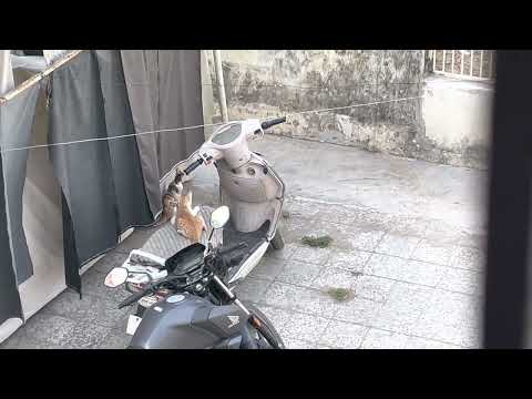 Cute Cats Playing #cat #cats #catlover #catvideos #kitty #kitten #kittycat #cutecat #cute #viral