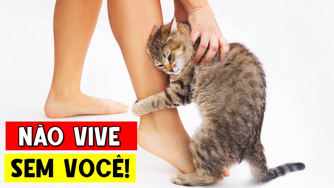 20 Sinais que seu gato NÃO AGUENTA ficar longe de você! 😻