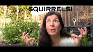 How to Keep Squirrels Out of the Garden - Your Questions Answered