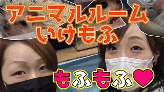 【小動物】ハリネズミにチンチラ♪池袋でもふもふ幸せ感じてきた【アニマルルームいけもふ】