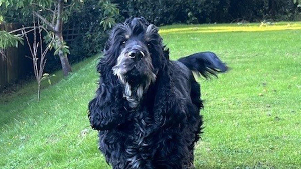 Six months after cocker spaniel Luna's skull fracture repair | Fitzpatrick Referrals