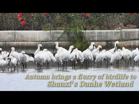 Autumn brings a flurry of birdlife to Shanxi's Danhe Wetland