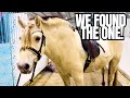 SHOCKING TWIST OF EVENTS AT THIS HORSE AUCTION