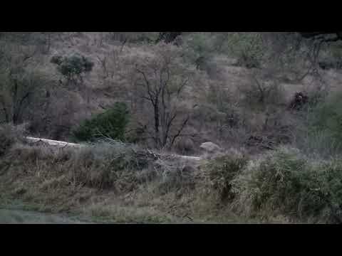 Djuma: Two Hyenas-first at pan, then walk across dam wall - 05:27 - 09/22/2022