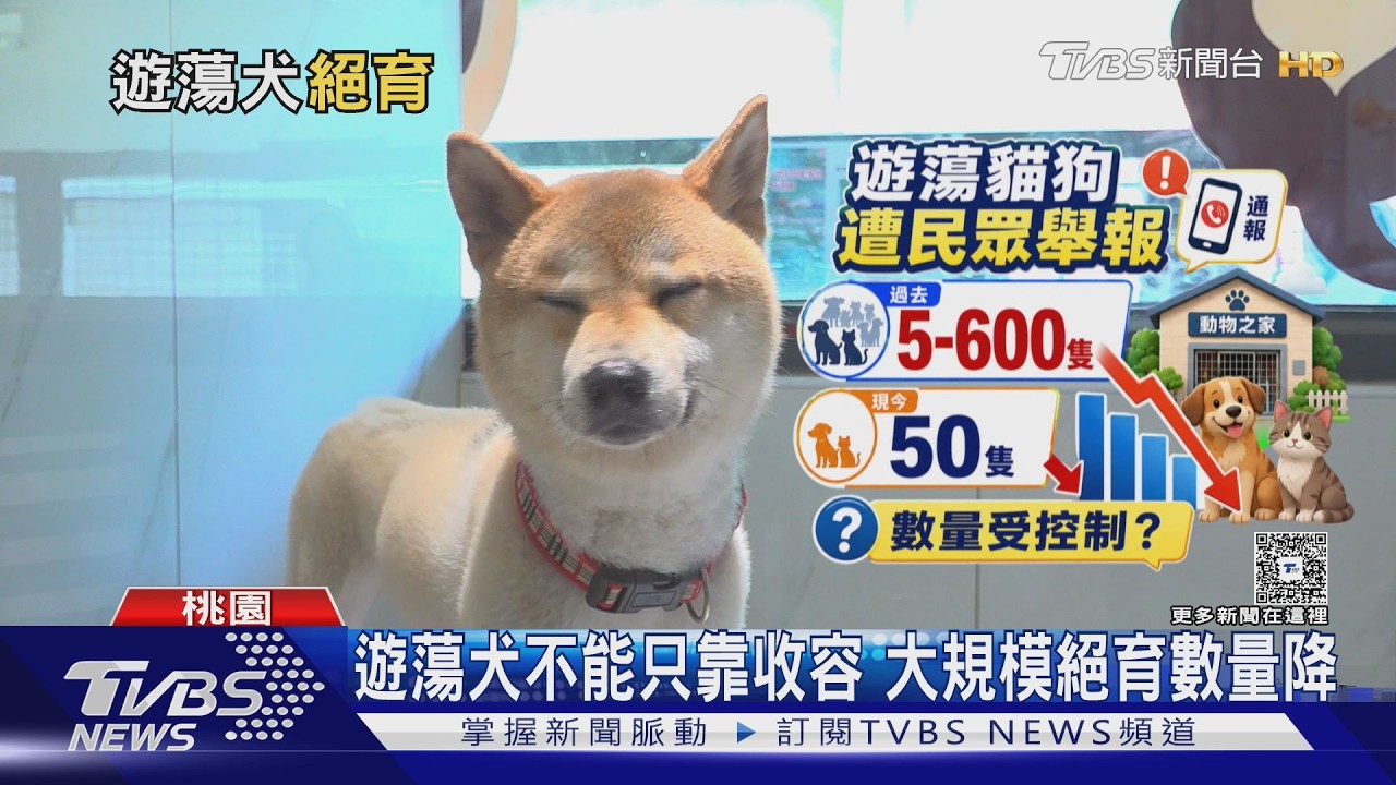 影音/遊蕩犬少了!問題還沒完 教授點名「棄養放養」是關鍵