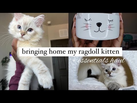Bringing Home My RAGDOLL KITTEN! i spent 3k  + essentials kitten haul