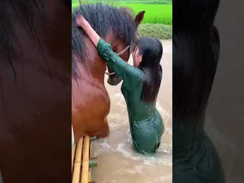 Horse and Chimpanzee Work Together to Save a Woman