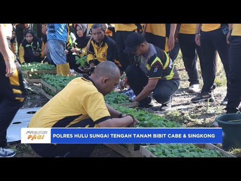 POLRES HULU SUNGAI TENGAH TANAM BIBIT CABE DAN SINGKONG