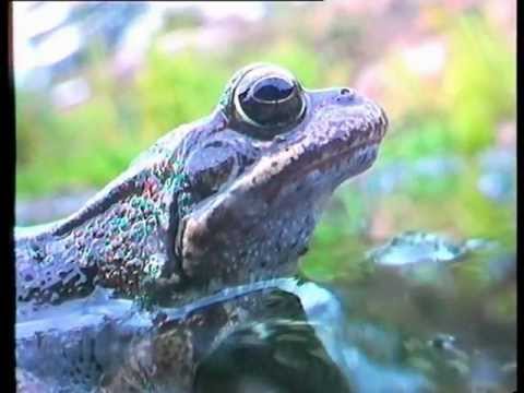 Peter Thornhill Films video.