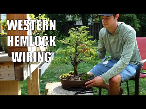 Western Hemlock Bonsai Wiring