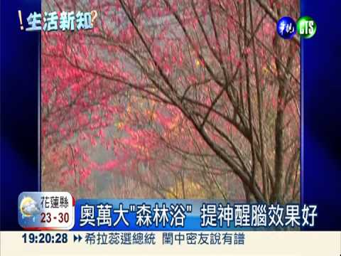芬多精有益健康 溪頭鎮定助安眠
