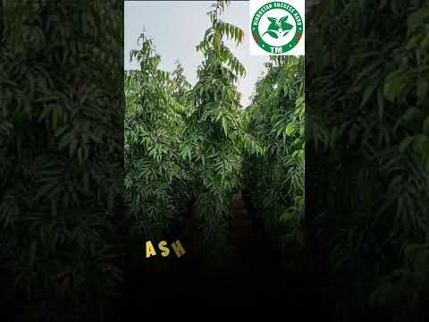 Ashok Tree Plant