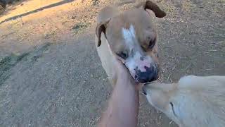 Video preview image #1 Boxer-Unknown Mix Puppy For Sale in Escondido, CA, USA