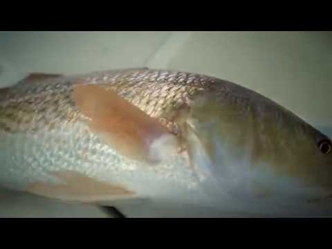 Star Brite Romp in the Swamp Tournament with Capt Brian Sanders