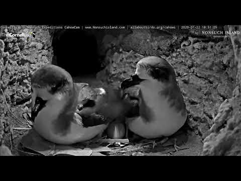 Incubating pair of Cahows  take a break   18 48   Video 2020 01 22 175548