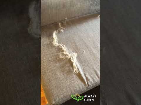 Always Green Carpet Cleaner Manhattan - Removing Pet Hair from Sofa