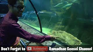 Download lagu Hai Guys !! Explore Seaworld Ancol, mengenal kehidupan bawah Laut mp3 Download lagu Hai Guys !! Explore Seaworld Ancol, mengenal kehidupan bawah Laut mp3