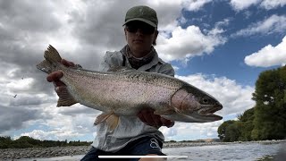 Productive Day Out on the River, Fly Fishing for Fat Hawkes Bay Trout