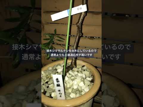 植物を屋外の屋内に順応させる方法 ポットの苗をいつ取り出すか