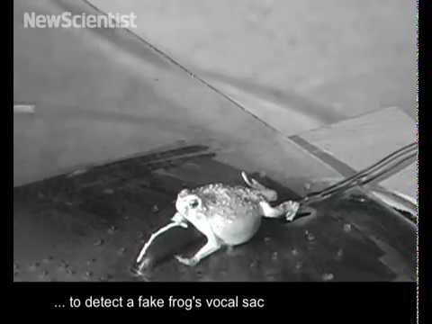 Robo-frog sex signals lure hungry bats