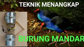 Download lagu HOW TO QUICKLY CATCH A MANDATORY BIRDS WITH AN OTOK OTOK TOOL mp3 Download lagu HOW TO QUICKLY CATCH A MANDATORY BIRDS WITH AN OTOK OTOK TOOL mp3