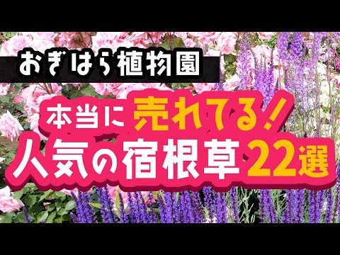 園芸 ジゴペタルム
