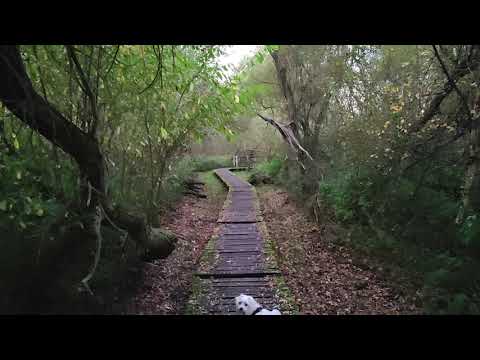 Het GrootBroek - Sint-Agatha-Rode NatuurReservaat Wandeling - Balade Reserve Naturelle du GrootBroek