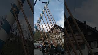 Bayrischzell - Aufstellen des Maibaumes - 28,5 m hoch - 4