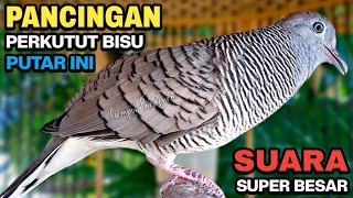 Download lagu Perkutut Lokal Gacor Suara Kung Besar Pancingan Burung Perkutut Agar Bunyi. mp3