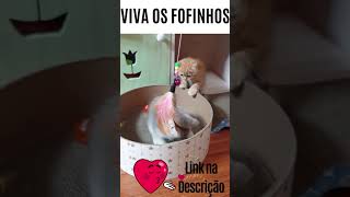 ? ? GATINHO BATE EM CÃO ? CAT CUTE Engraçado ? FoFo #Shorts