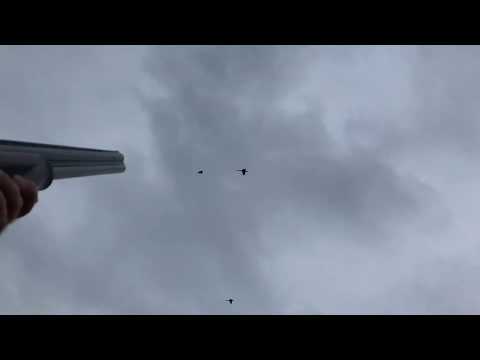 Pheasant and Partridge Shooting 30th December 2019