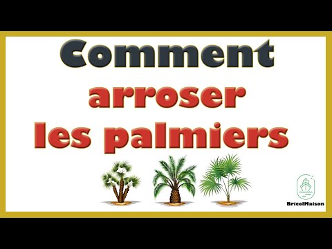 Comment arroser les palmiers