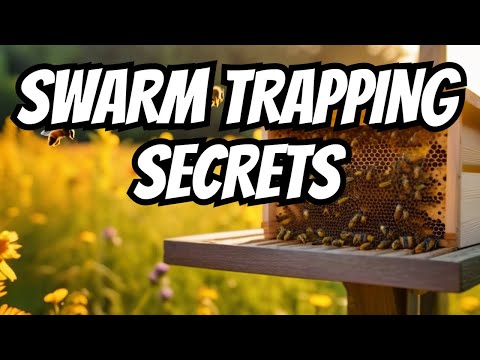 Mastering Honeybee Swarm Trapping - A Comprehensive Guide from Start to Finish!