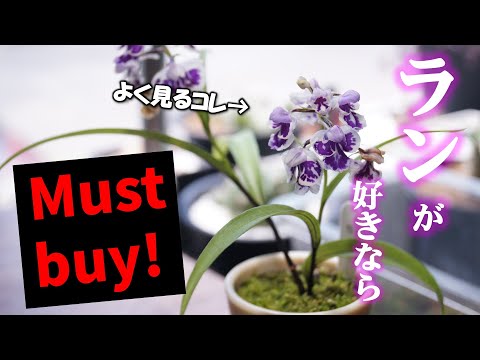 園芸 育てやすい蘭